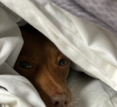Tips for choosing, a bed for your dog