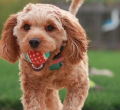 5 Easy Steps to Teach Your Dog to Fetch