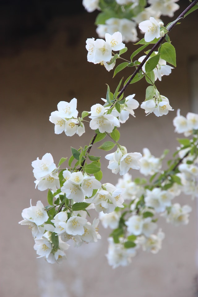 winter-jasmine