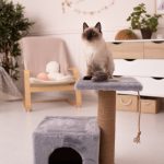 Cat house: Will cats use a cat house?