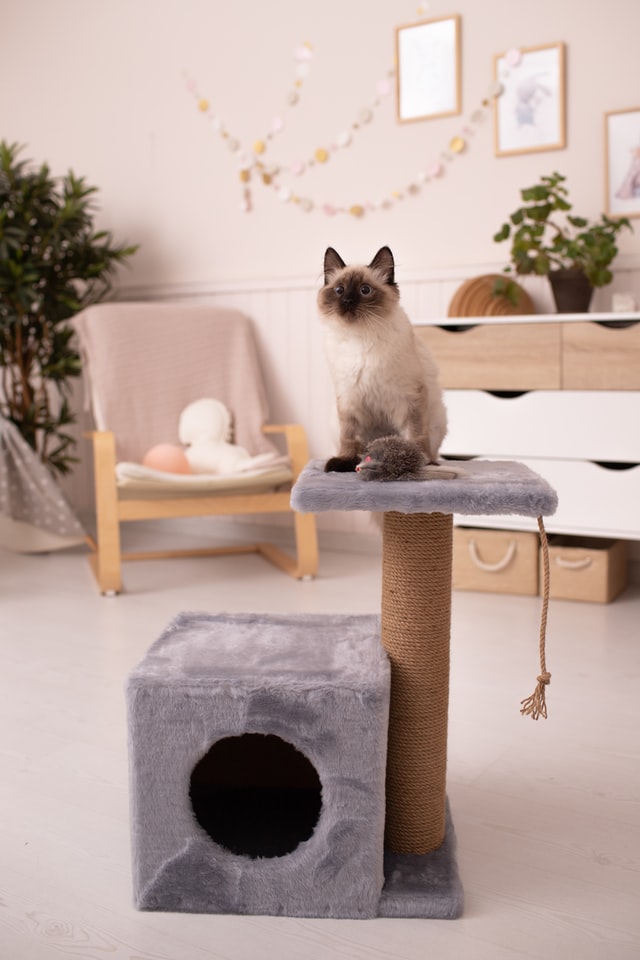 cats use a cat house
